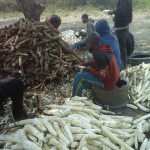 Récolte et traitement du manioc