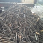 Récolte et traitement du manioc