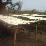 Récolte et traitement du manioc