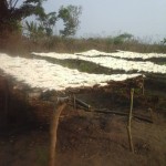 Récolte et traitement du manioc