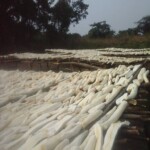 Récolte et traitement du manioc