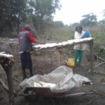 Récolte et traitement du manioc