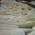 Récolte et traitement du manioc