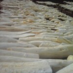 Récolte et traitement du manioc