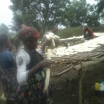 Récolte et traitement du manioc
