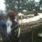 Récolte et traitement du manioc