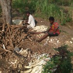 Récolte et traitement du manioc