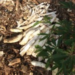 Récolte et traitement du manioc