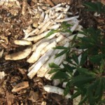 Récolte et traitement du manioc