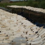 Récolte et traitement du manioc