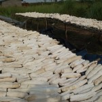 Récolte et traitement du manioc