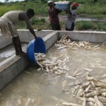 Récolte et traitement du manioc