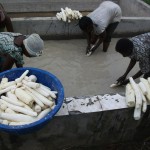 Récolte et traitement du manioc
