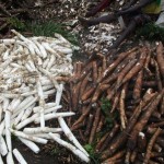 Récolte et traitement du manioc