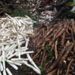 Récolte et traitement du manioc