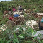 Récolte et traitement du manioc