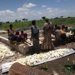 Récolte et traitement du manioc
