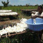 Récolte et traitement du manioc