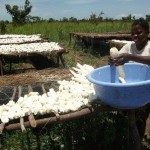 Récolte et traitement du manioc