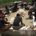 Récolte et traitement du manioc