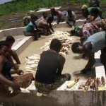 Récolte et traitement du manioc
