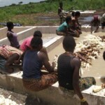Récolte et traitement du manioc