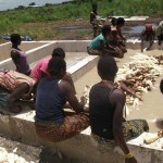 Récolte et traitement du manioc
