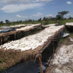 Récolte et traitement du manioc