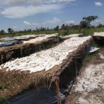 Récolte et traitement du manioc