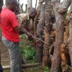 Traitement du gros bétail