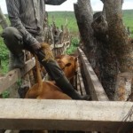 Traitement du gros bétail