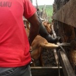 Traitement du gros bétail