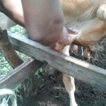 Traitement du gros bétail