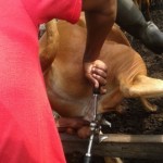 Traitement du gros bétail