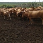 Traitement du gros bétail