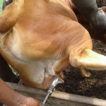 Traitement du gros bétail