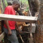 Traitement du gros bétail