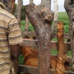 Traitement du gros bétail