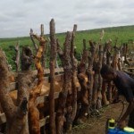 Traitement du gros bétail