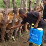 Traitement du gros bétail