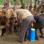Traitement du gros bétail