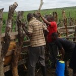 Traitement du gros bétail