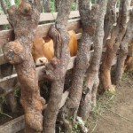 Traitement du gros bétail