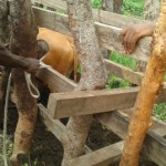 Traitement du gros bétail