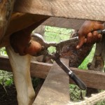 Traitement du gros bétail