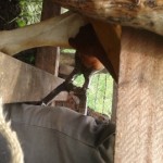 Traitement du gros bétail