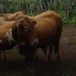 Traitement du gros bétail