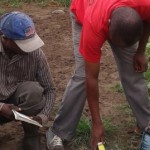 Traitement du gros bétail