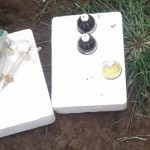 Traitement du gros bétail