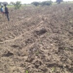 Labour pour planter du manioc et du maïs